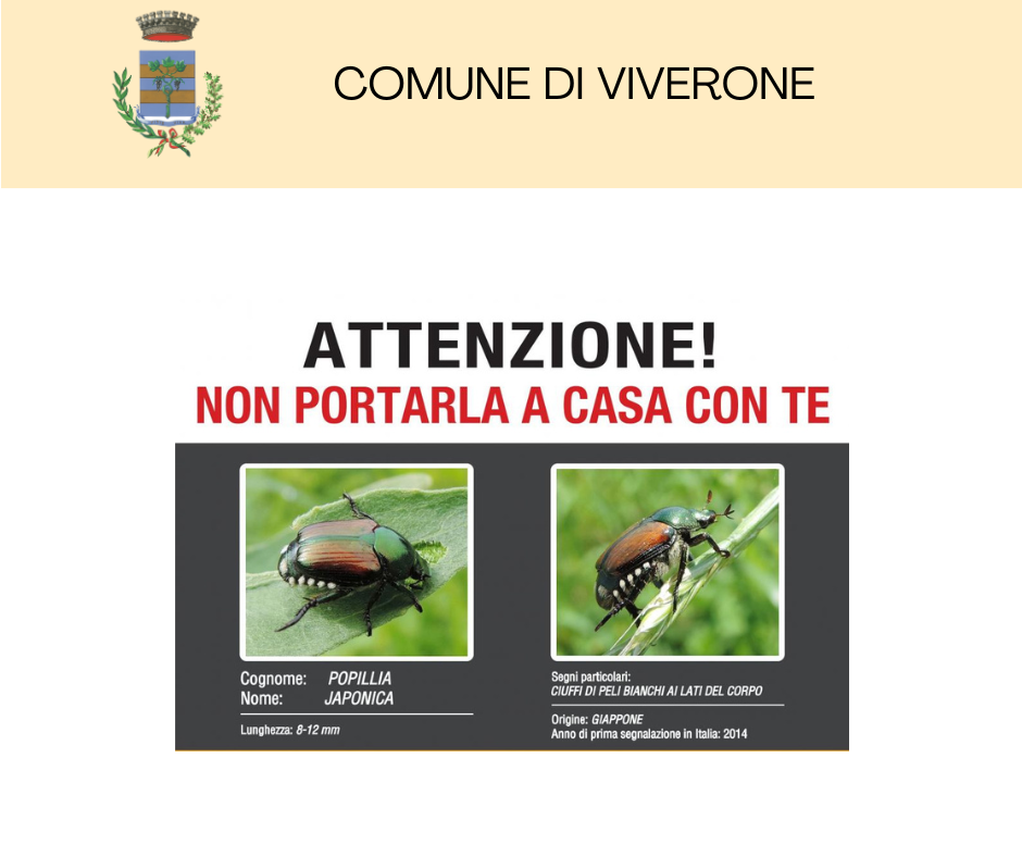Popillia Japonica